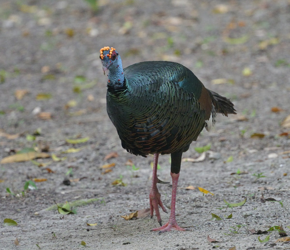 Ocellated Turkey - ML641493992
