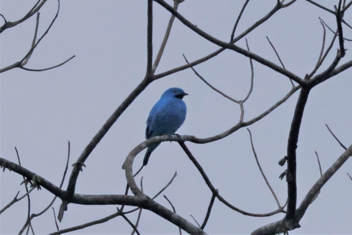 Plum-throated Cotinga - ML641493996