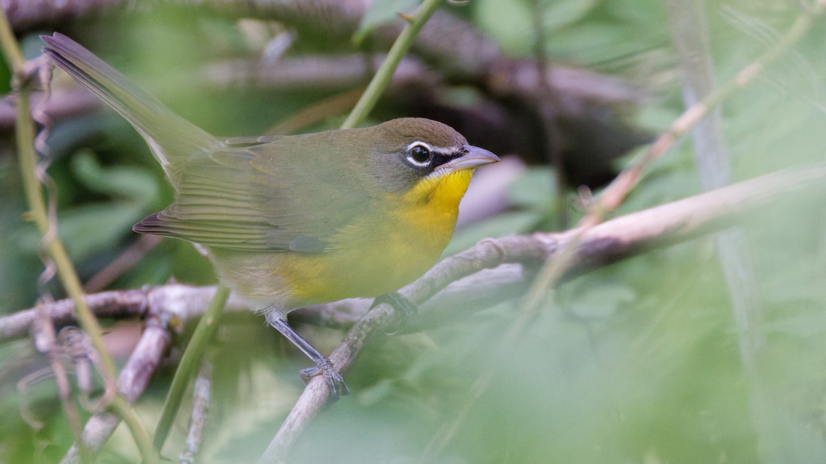 Yellow-breasted Chat - ML641493997