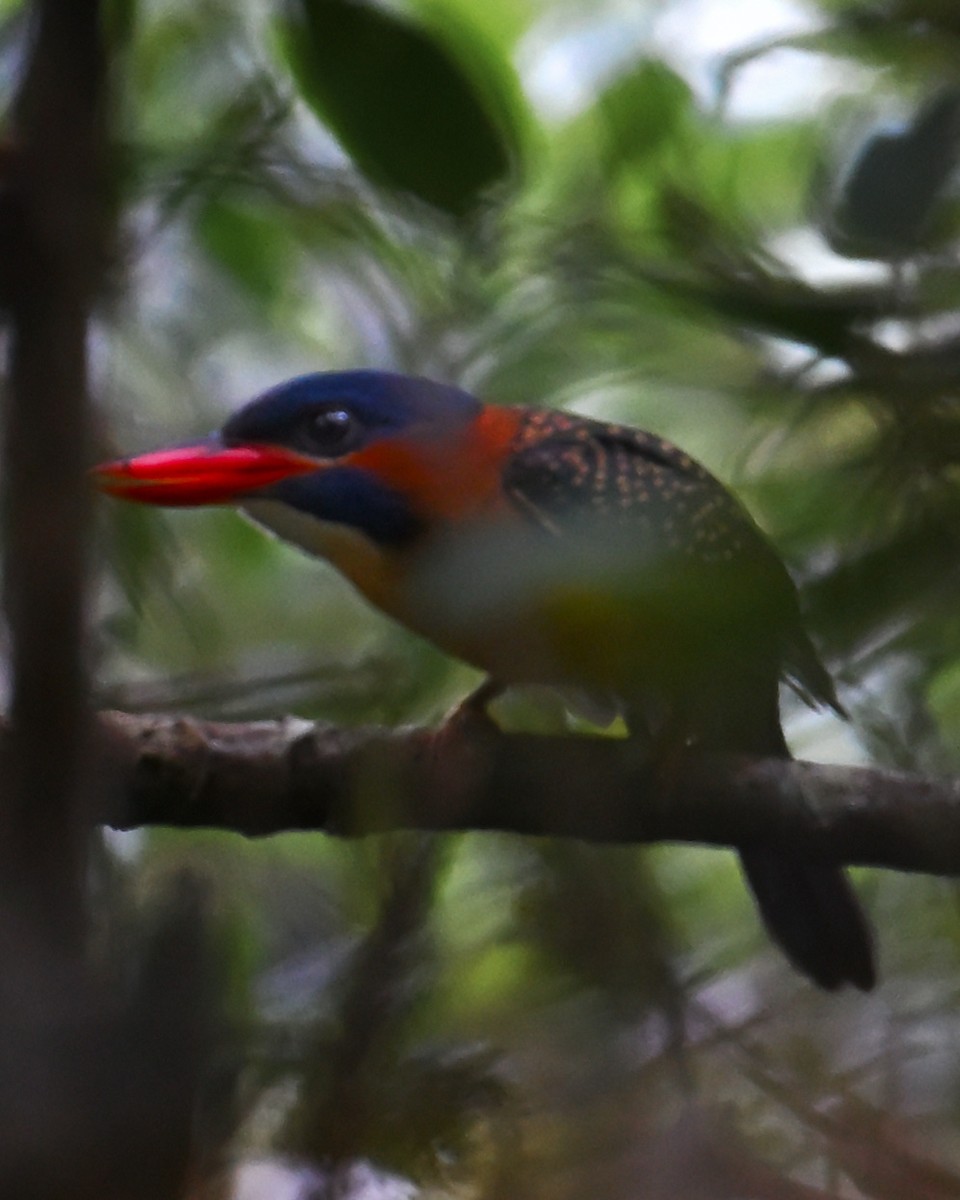 Blue-capped Kingfisher - ML641494035