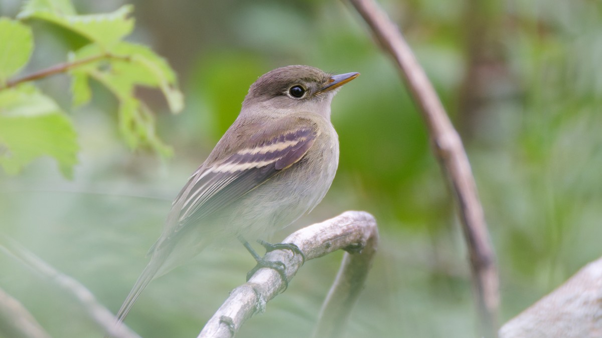 Alder/Willow Flycatcher (Traill's Flycatcher) - ML641494036