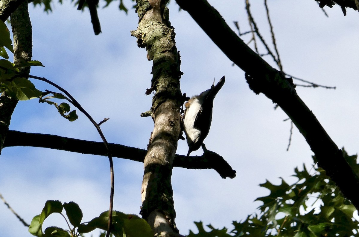 White-breasted Nuthatch - ML641494040