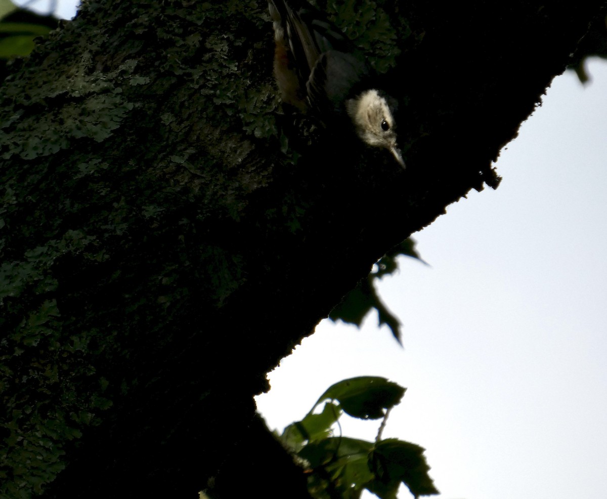 White-breasted Nuthatch - ML641494041