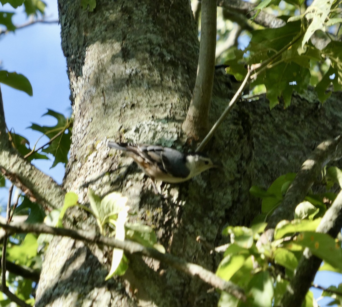 White-breasted Nuthatch - ML641494042