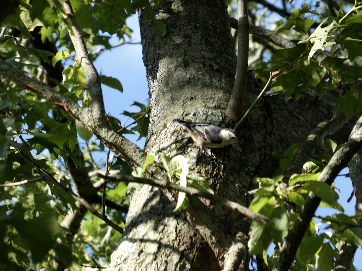 White-breasted Nuthatch - ML641494043
