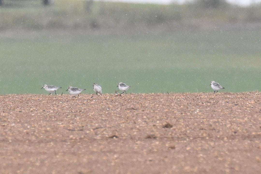 Sanderling - ML641494050