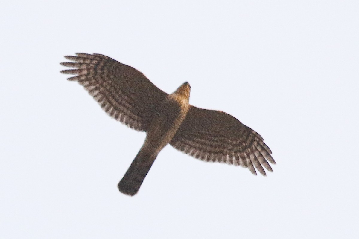 Морин харцага - ML641494063