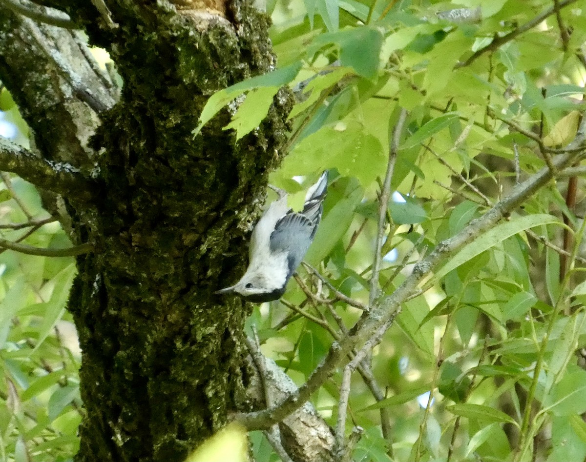 White-breasted Nuthatch - ML641494168