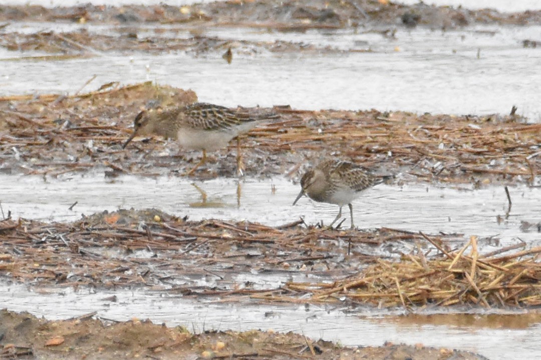 Pectoral Sandpiper - ML641494198