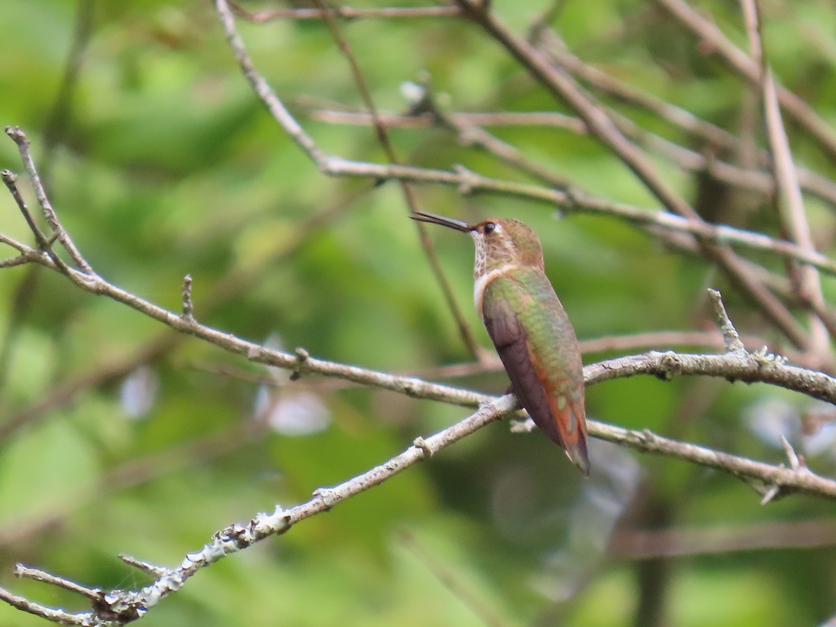 Rufous Hummingbird - ML641494247