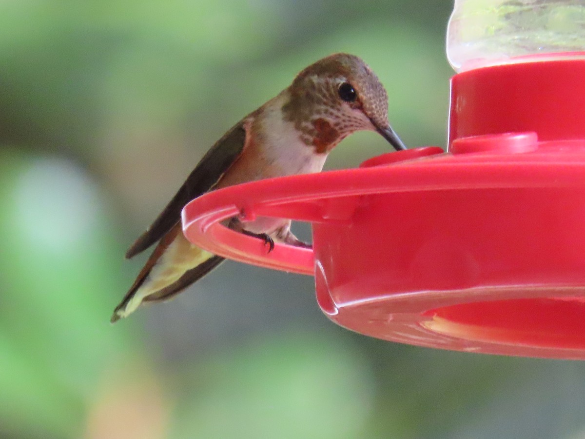 Rufous Hummingbird - ML641494248