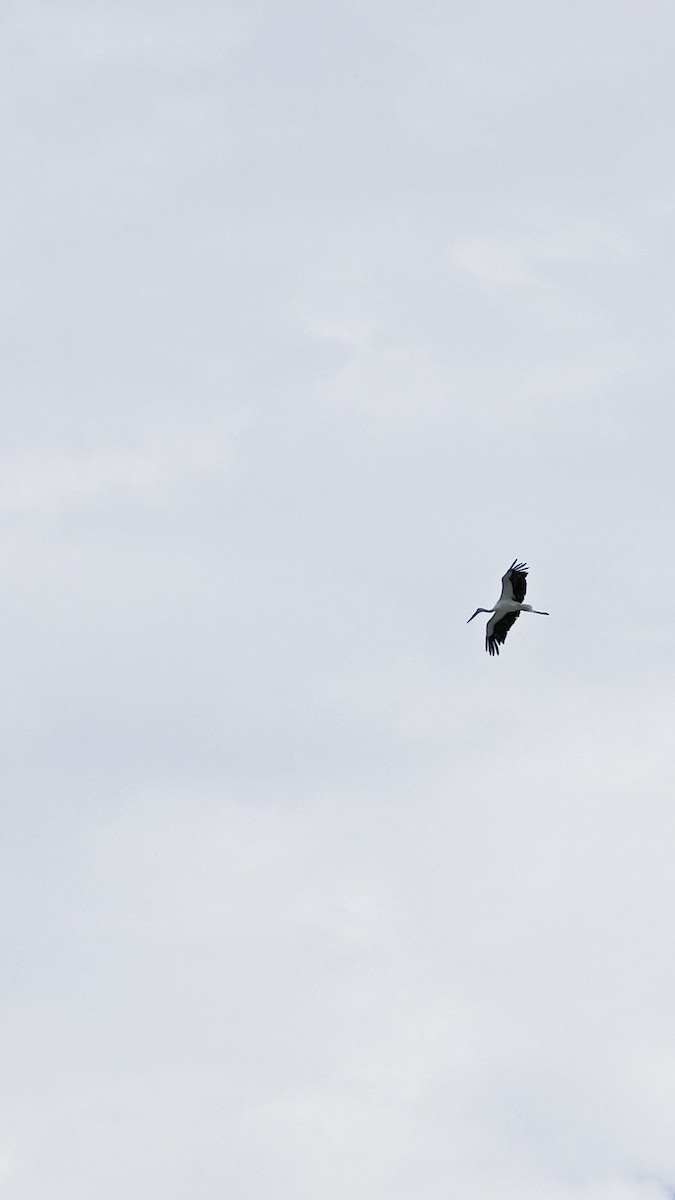 Schwarzschnabelstorch - ML641494287