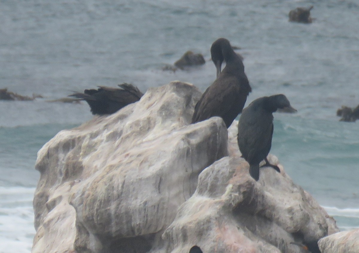Cormoran des bancs - ML641494297