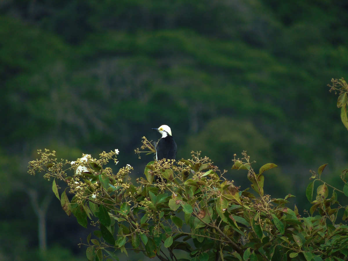 White Woodpecker - ML641494350