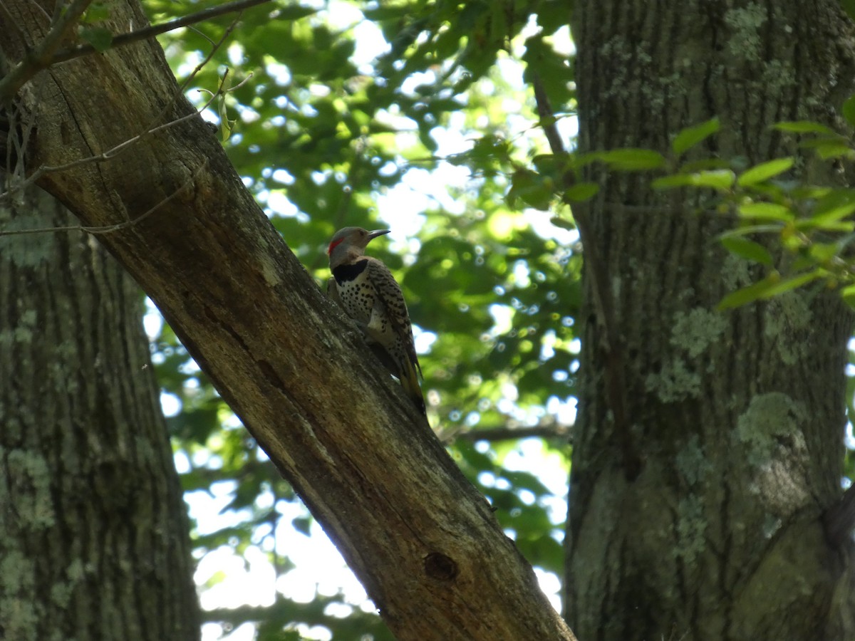 Northern Flicker - ML641494360