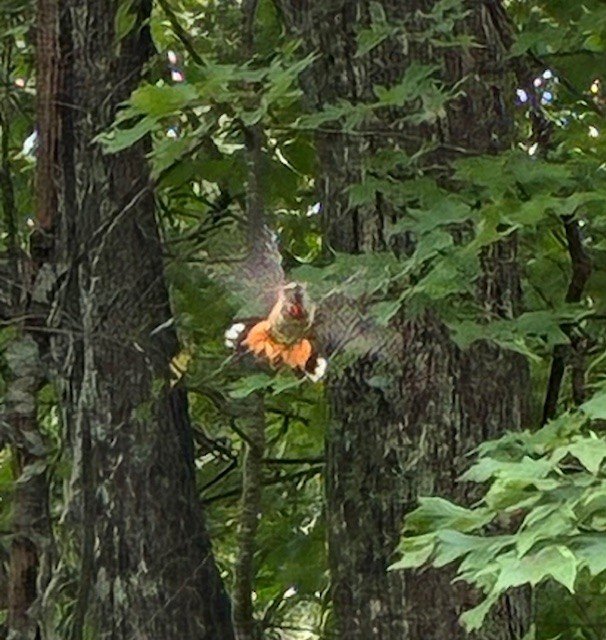 Rufous Hummingbird - ML641494374