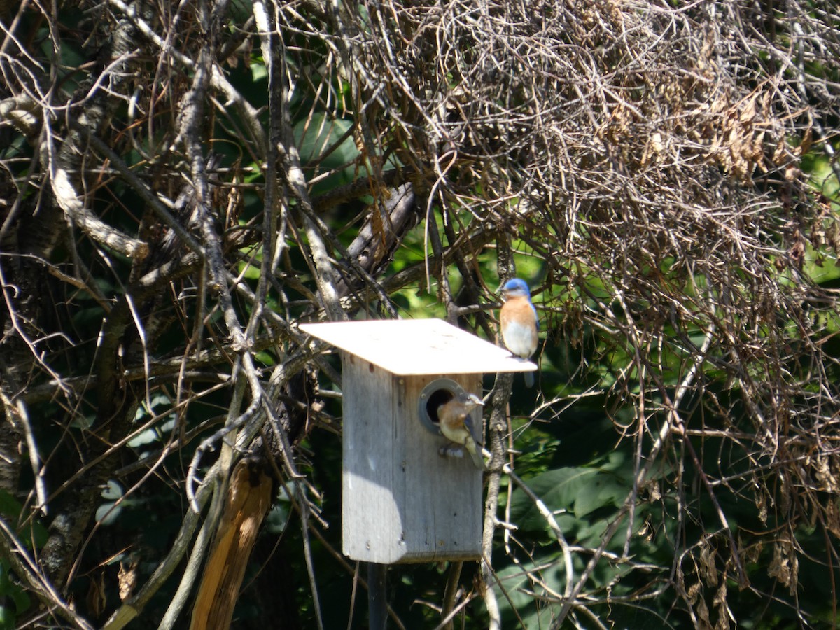 Eastern Bluebird - ML641494386