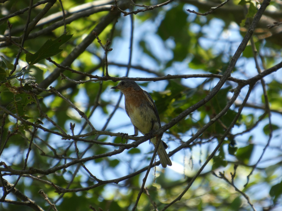 Eastern Bluebird - ML641494387
