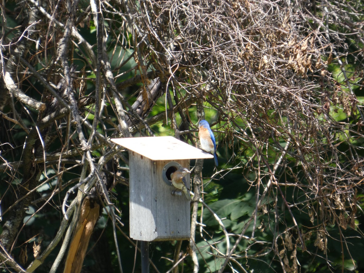 Eastern Bluebird - ML641494388