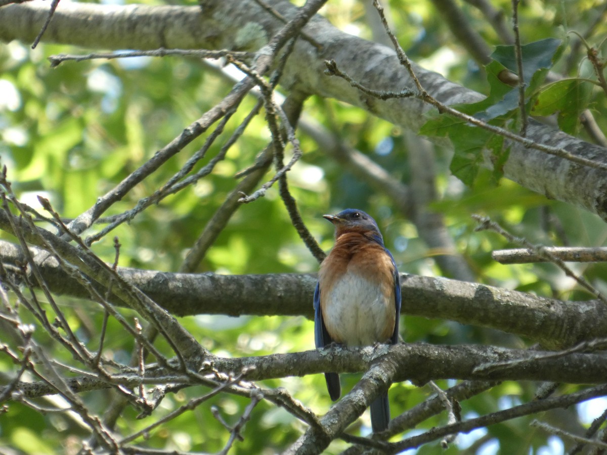 Eastern Bluebird - ML641494389