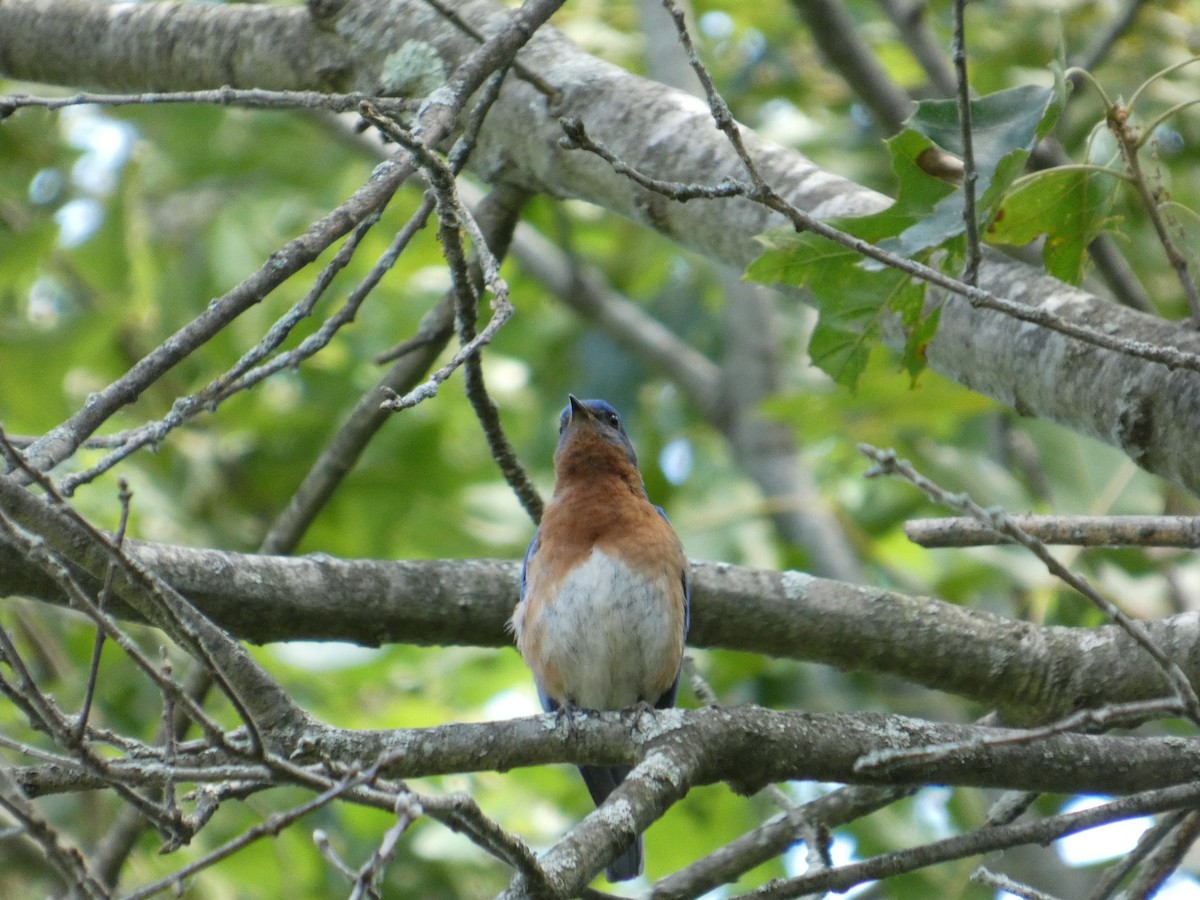 Eastern Bluebird - ML641494390