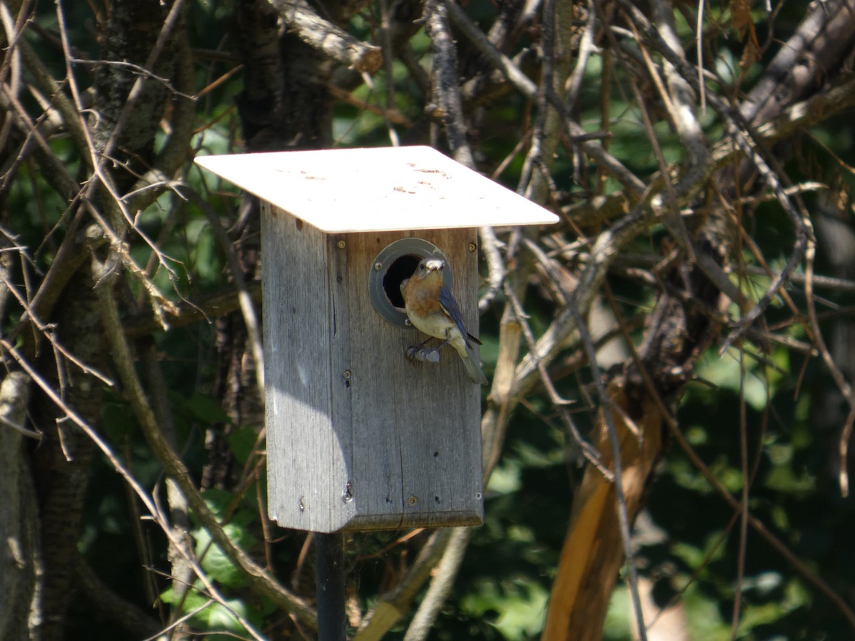 Eastern Bluebird - ML641494391