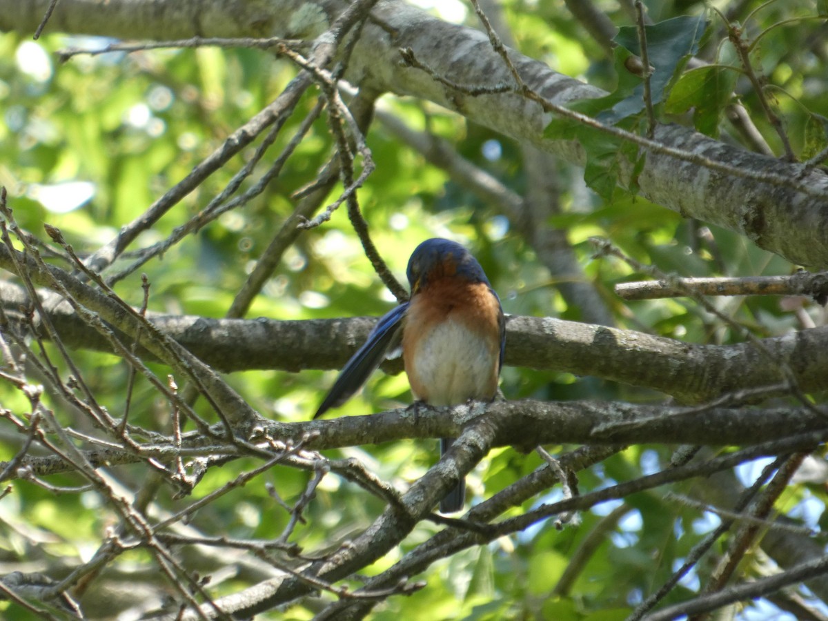 Eastern Bluebird - ML641494392
