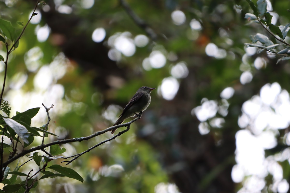 Eastern Wood-Pewee - ML641494400