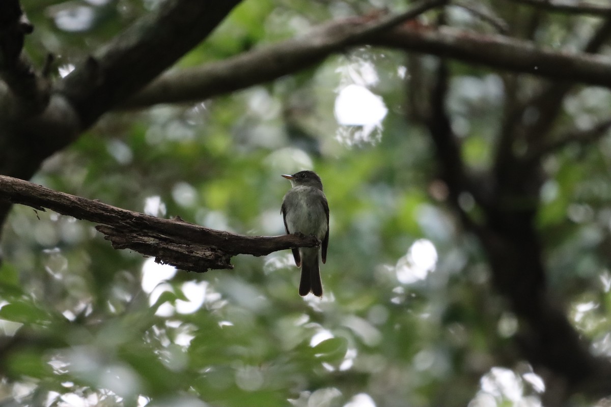 Eastern Wood-Pewee - ML641494403