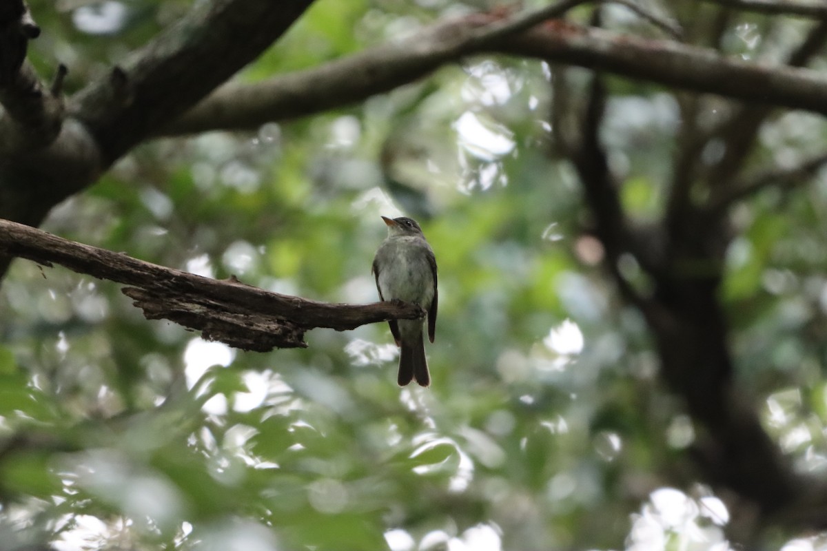 Eastern Wood-Pewee - ML641494404