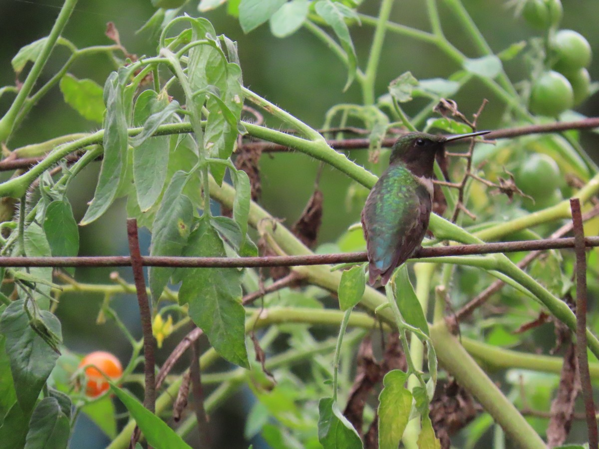 Ruby-throated Hummingbird - ML641494406