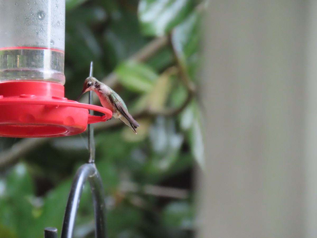 Ruby-throated Hummingbird - ML641494407