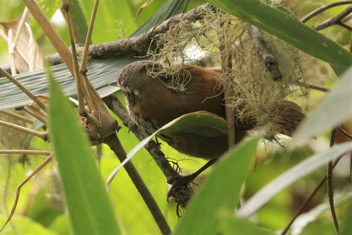 Inca Wren - ML641494472