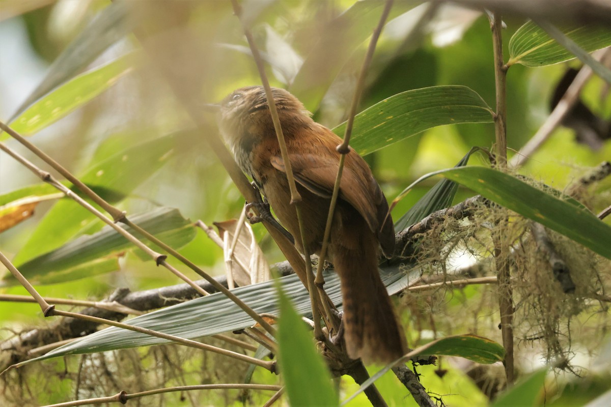 Inca Wren - ML641494473