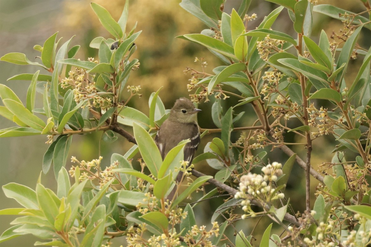 Sierran Elaenia - ML641494488