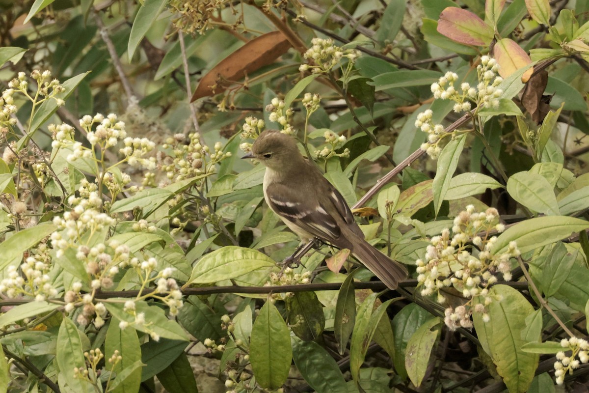 Sierran Elaenia - ML641494489