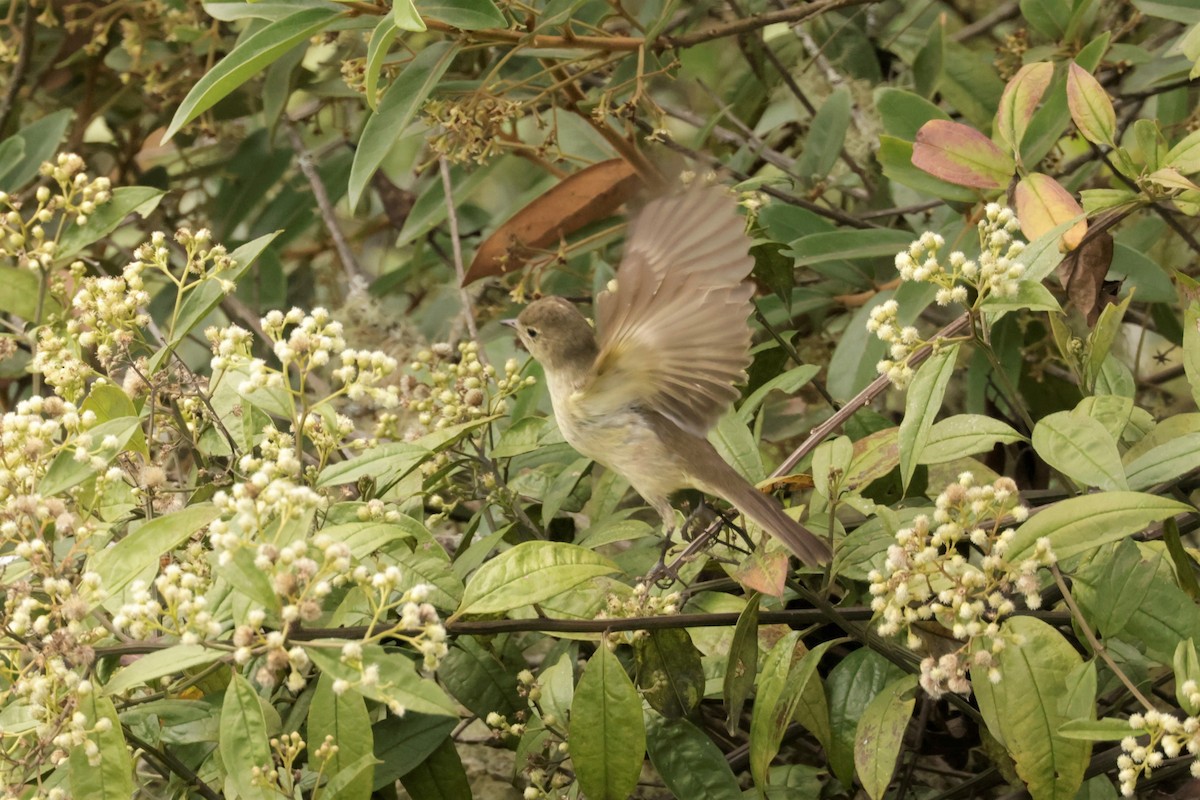 Sierran Elaenia - ML641494491