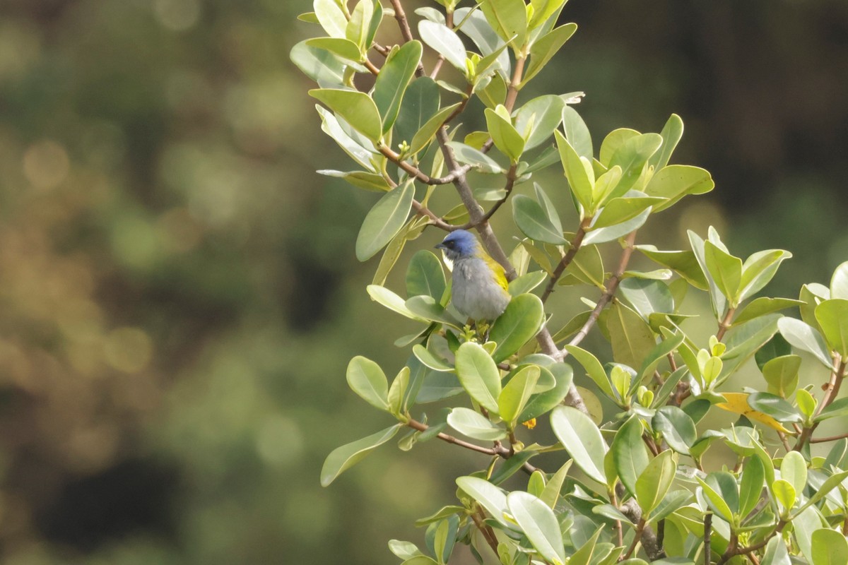 Blue-capped Tanager - ML641494500