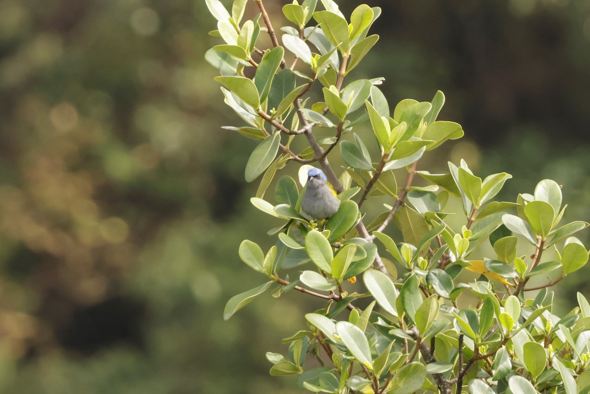 Blue-capped Tanager - ML641494501