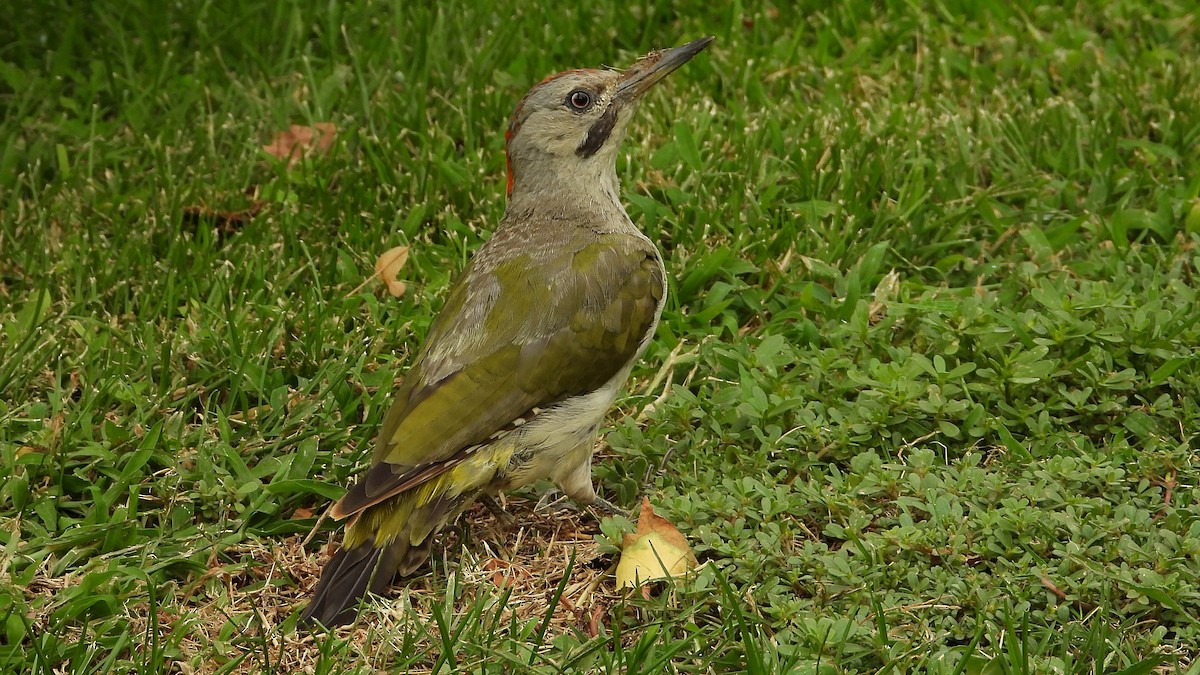 Pito Ibérico - ML641494521