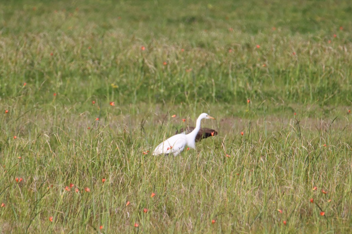 Yellow-billed Egret - ML641494562