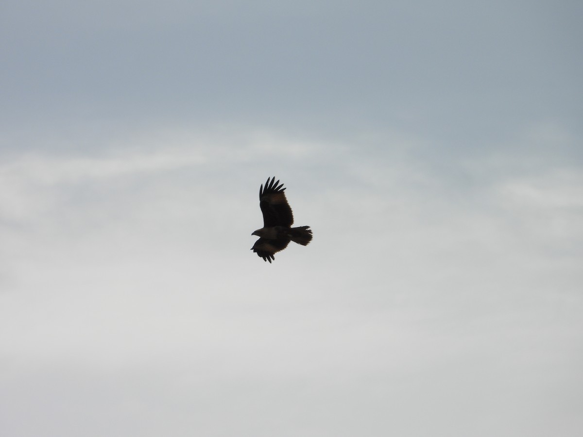 Brahminy Kite - ML641494566