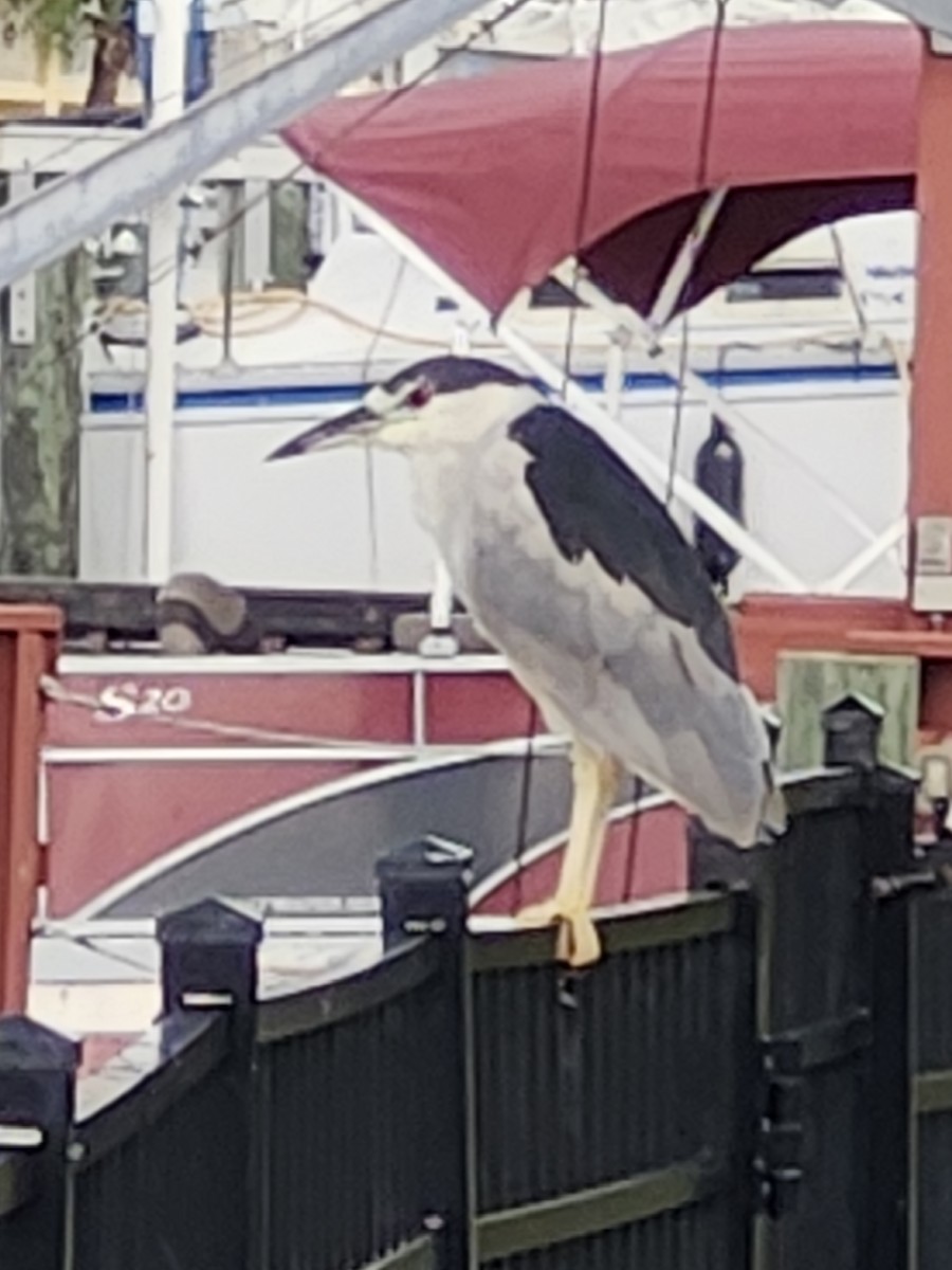 Black-crowned Night Heron - ML641494617