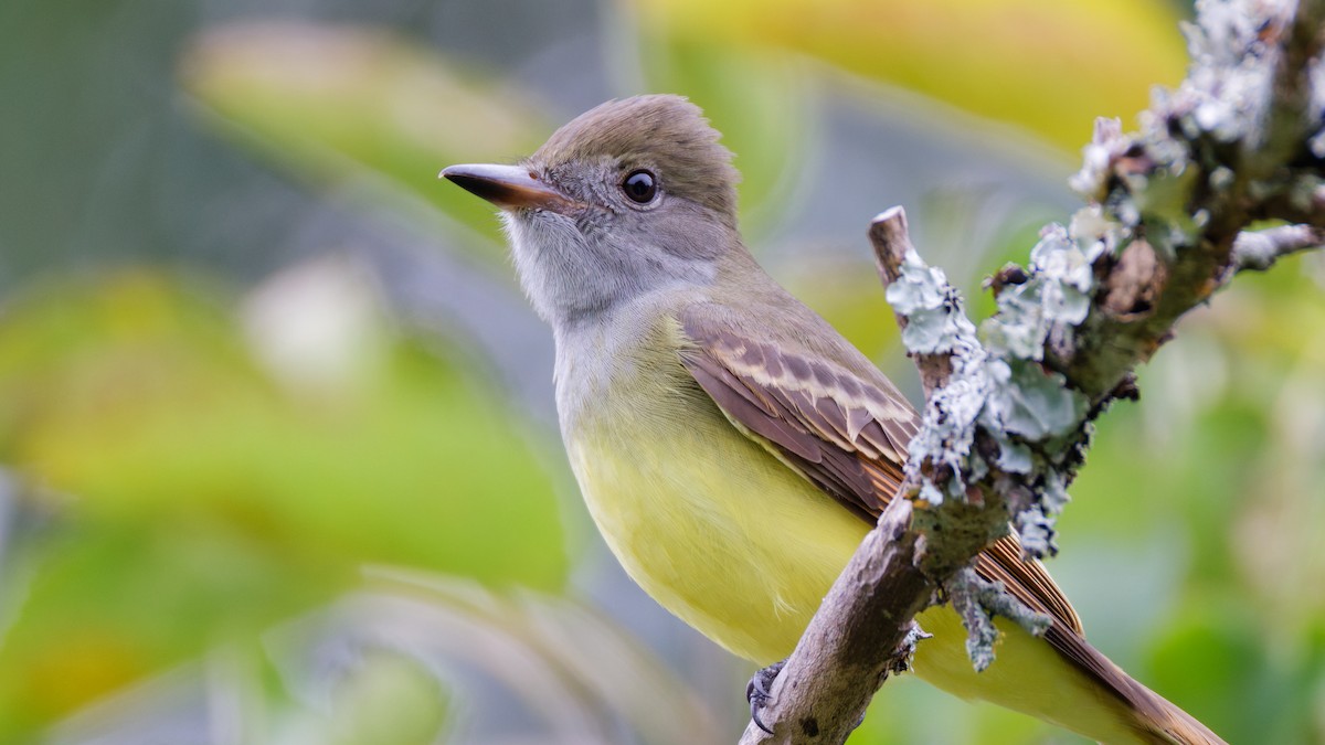Great Crested Flycatcher - ML641494620