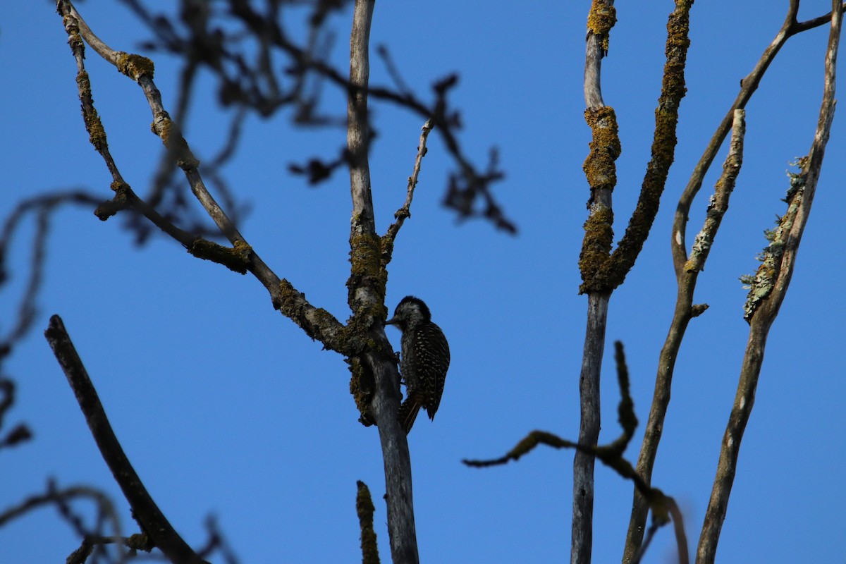 Cardinal Woodpecker - ML641494626