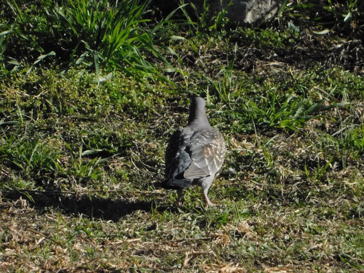 Spot-winged Pigeon - ML641494629