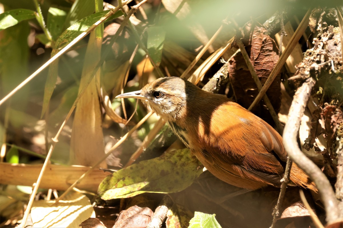Inca Wren - ML641494644