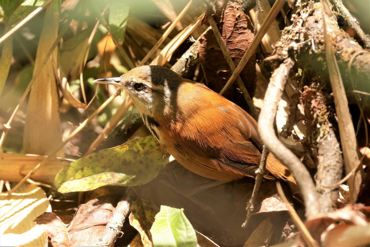 Inca Wren - ML641494645