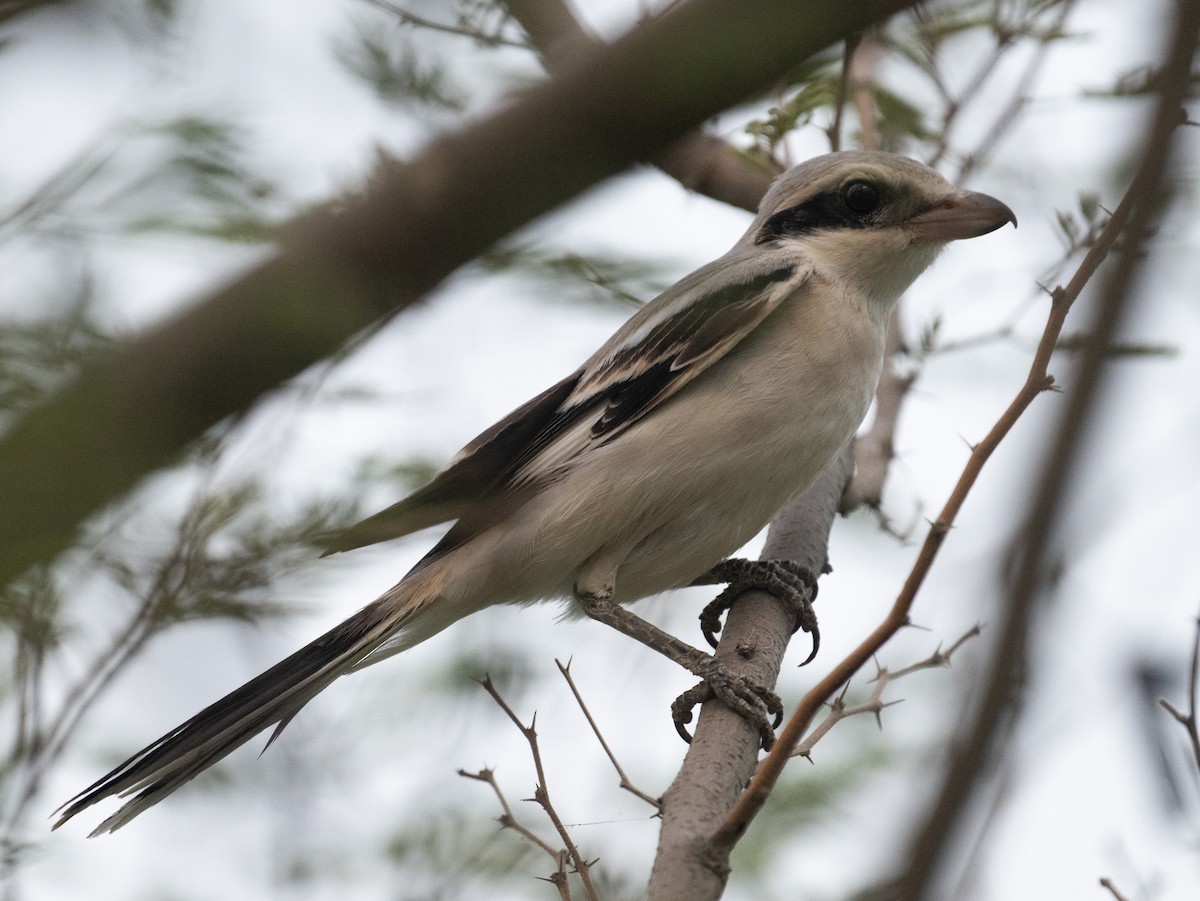 Pie-grièche grise (pallidirostris) - ML641494666