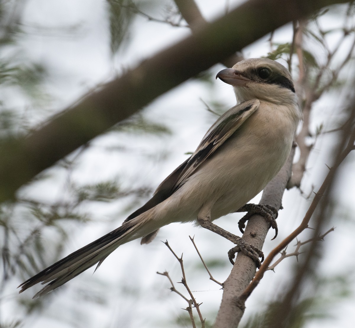 Pie-grièche grise (pallidirostris) - ML641494667